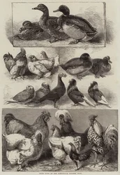 Prize Birds at the Birmingham Poultry Show